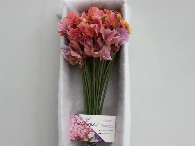 Hrachor farbený Lavendel Magic Box 35 cm