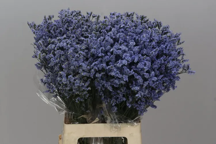 Limónium Sin China Lavender 70 cm