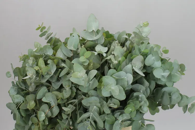 Eukalyptus Cinerea Short X10 50 cm