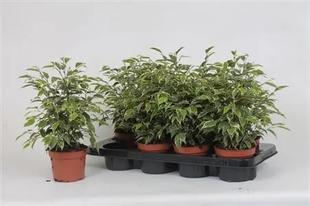 Ficus Kinky črepník 12 cm