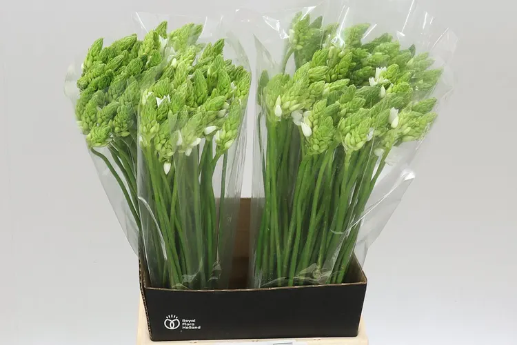 Ornithogalum Thyrsoides 55 cm