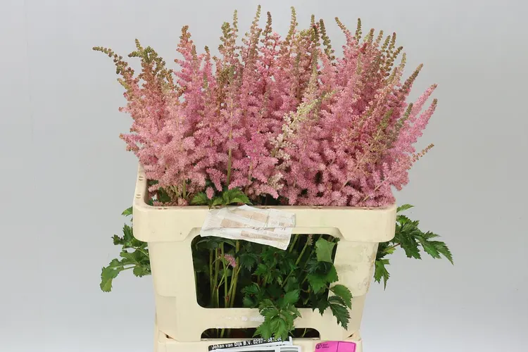 Astilbe Billberry Cake 60 cm