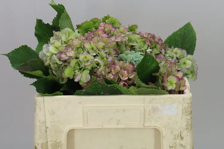 Hortenzia Verena Blue Classic 50 cm