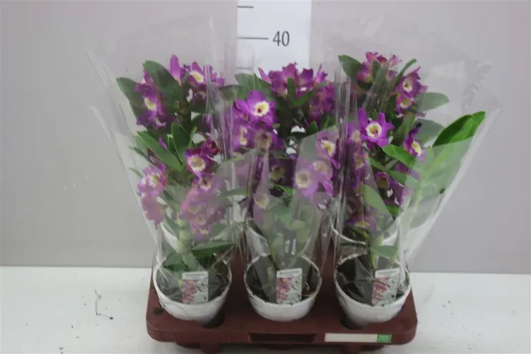 Dendrobium Nobilee Lila 1 Tak črepník 12 cm