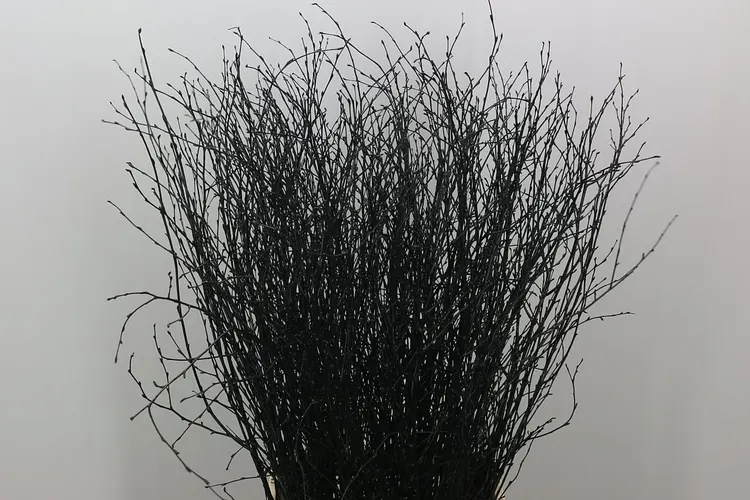 Berk Black 120 cm