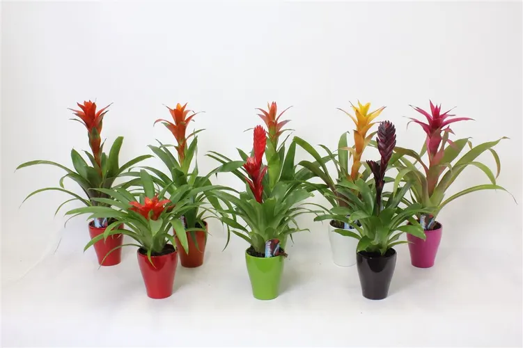 Bromelia Mix In Carly Keramiek črepník 10 cm