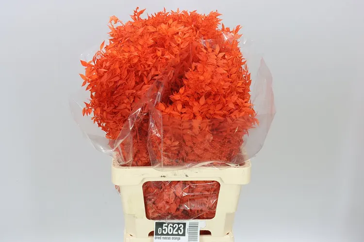 Dried Ruscus Orange 70 cm