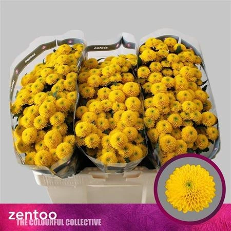Chryzantéma santini Aurinko 55 cm
