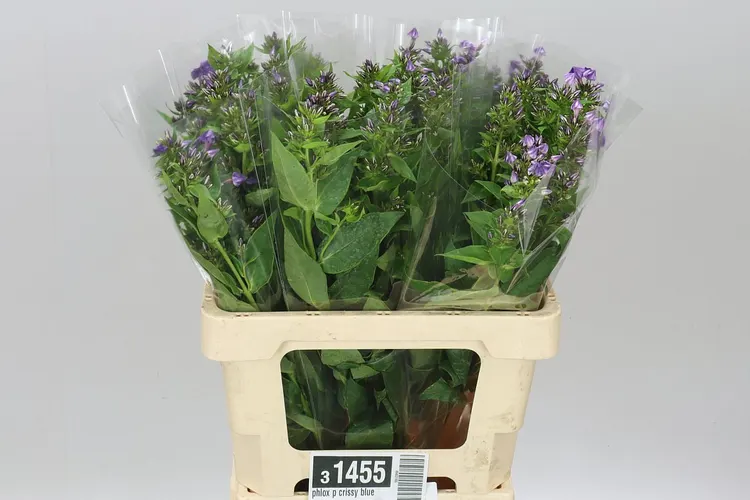 Flox Crissy Blue 60 cm