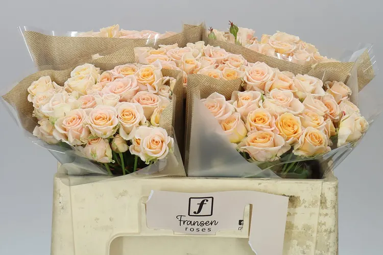 Rosa Tr Morning Star 50 cm