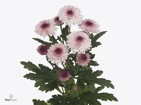 Chr T Abbey 70 cm