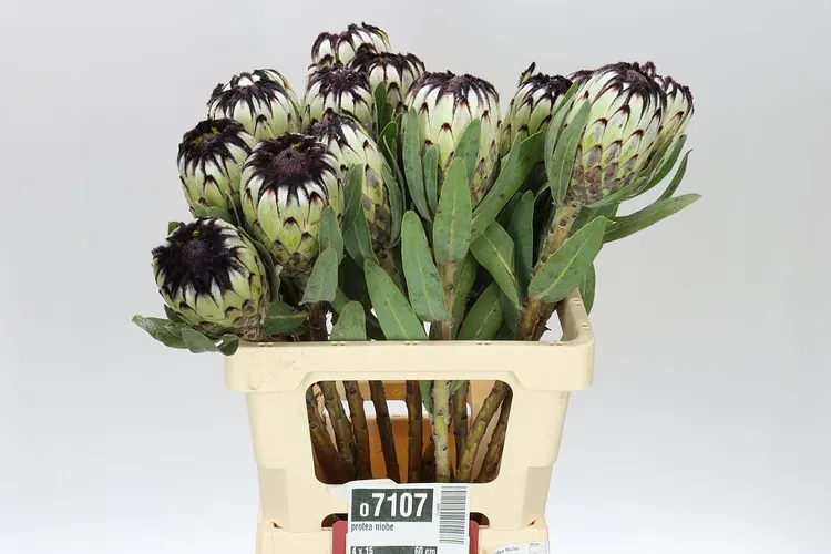 Protea Niobe 60 cm