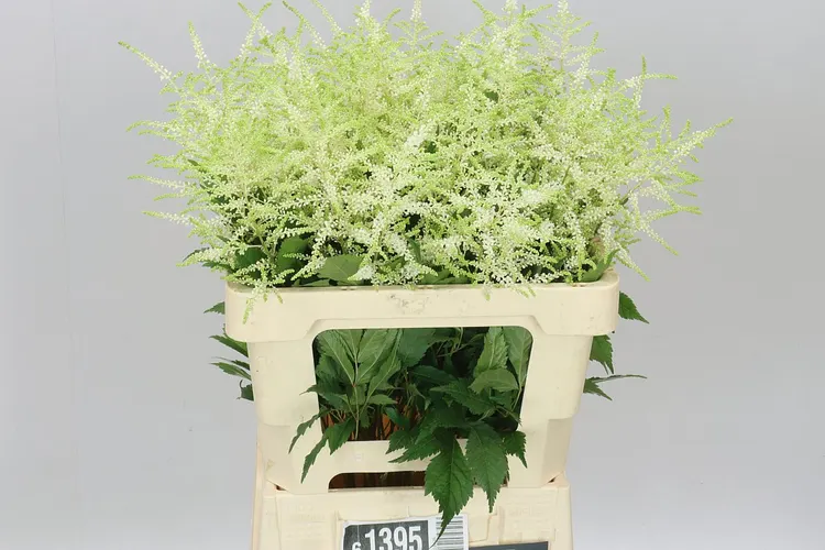 Astilbe Washingthon 60 cm