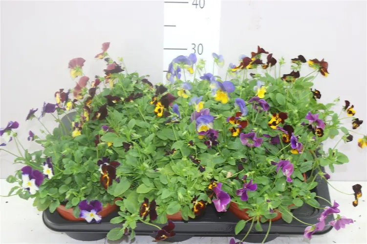 Viola Cornuta Gemengd črepník 17 cm