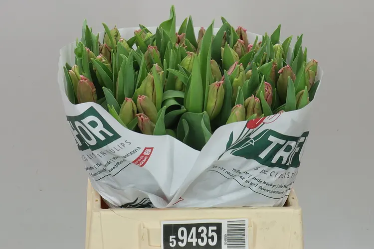 Tulipán papagájový Marvel Parrot 40 cm