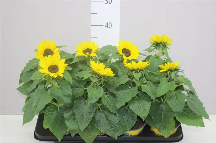 Helianthus A Sunsation črepník 13 cm