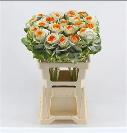 Brassica Painted White Orange Glitter 60 cm