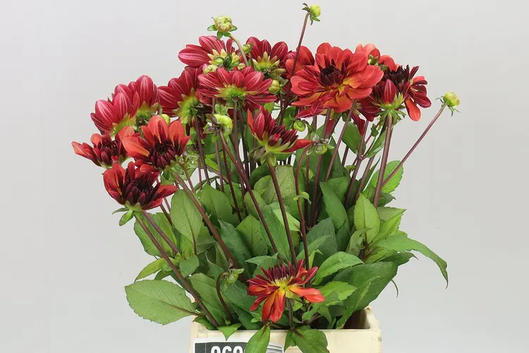 Dahlia Antibes 45 cm
