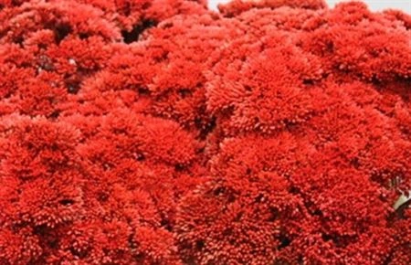 Sedum farbené Red 55 cm