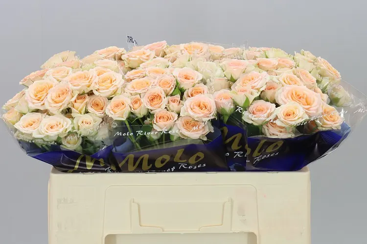 Rosa Tr Rosanella 50 cm