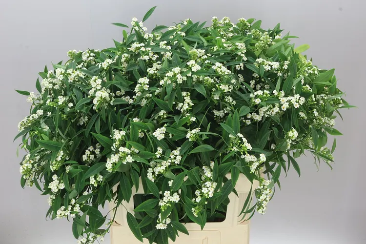 Euphorbia F T Quicksilver 80 cm