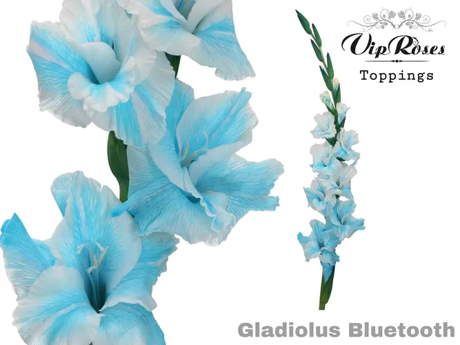 Glad Gr Bluetooth 110 cm