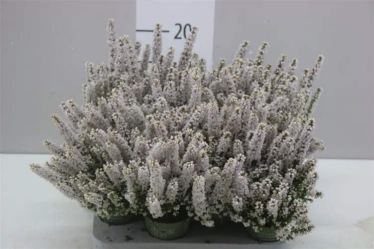 Vresovec Zo Beauty Queen Mini biely črepník 7 cm