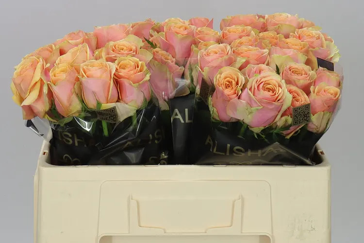 Rosa Gr Dividend 50 cm