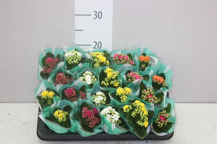 Kalanchoe Rosalina mix črepník 6 cm