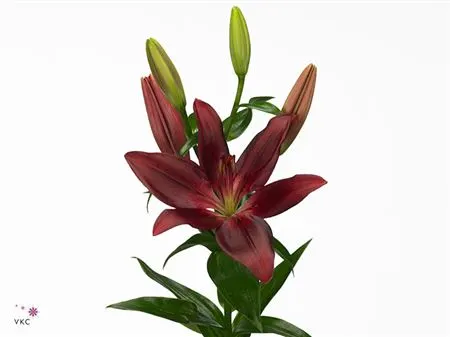 Lil La Forza Red 90 cm
