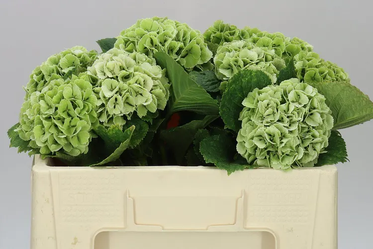 Hydrangea Lolly Pop Green Classic 50 cm