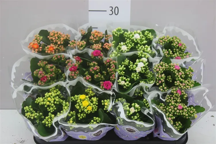 Kalanchoe Calandiva Mix črepník 9 cm