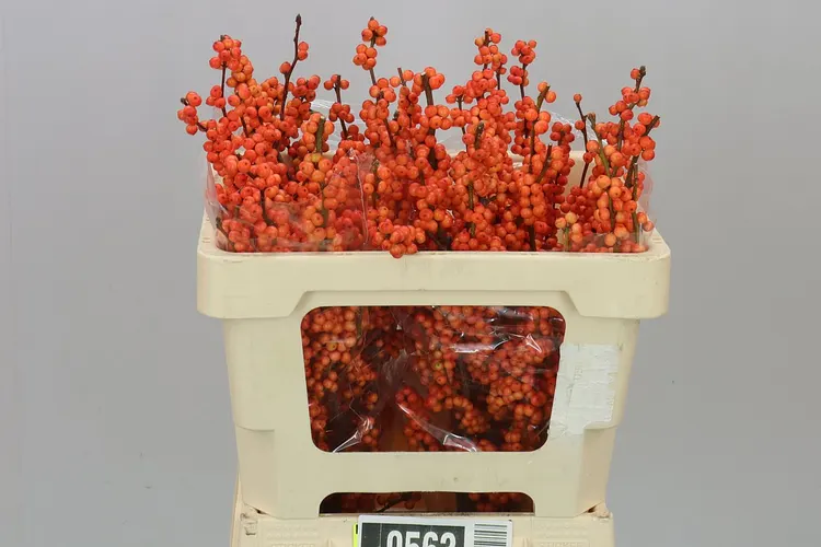 Ilex Winter Gold 50 cm