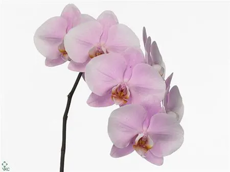 Phalaenopsis Alpha X45