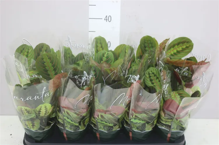 Maranta Fascinator črepník 12 cm