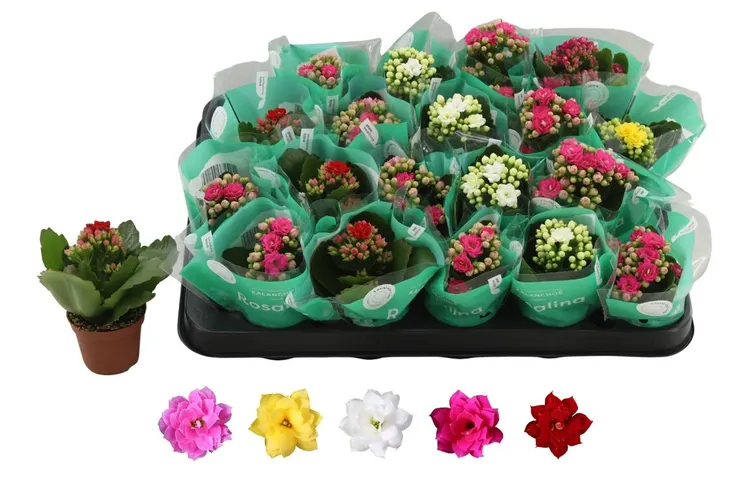 Kalanchoe Rosalina Mix črepník 6 cm