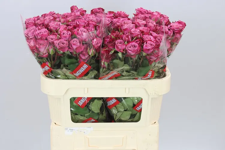Rosa Tr Purple Queen 70 cm