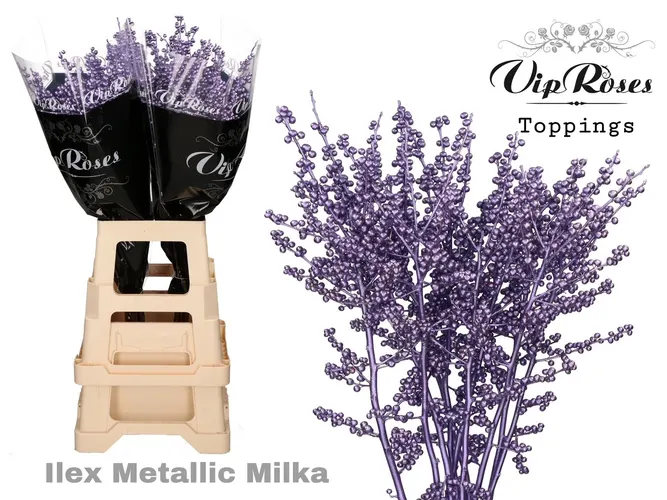 Ilex Metallic Milka 70 Cm 70 cm