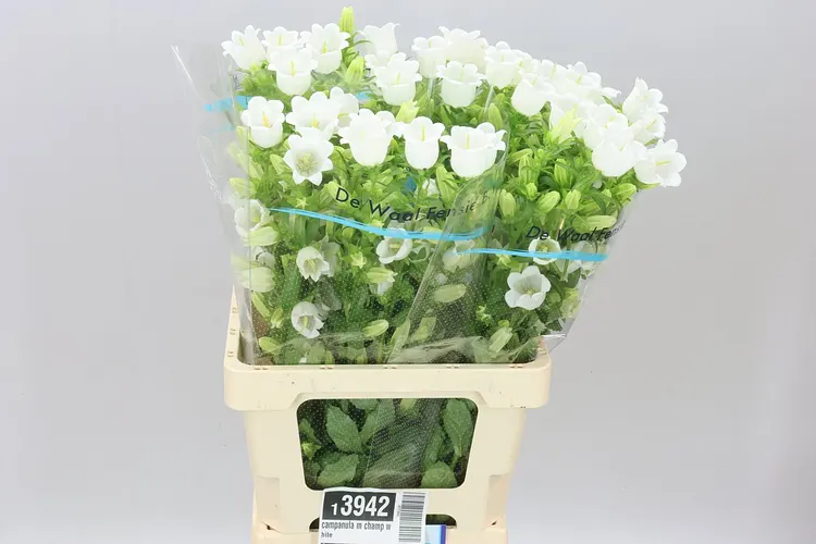 Campanula M Champ White 70 cm