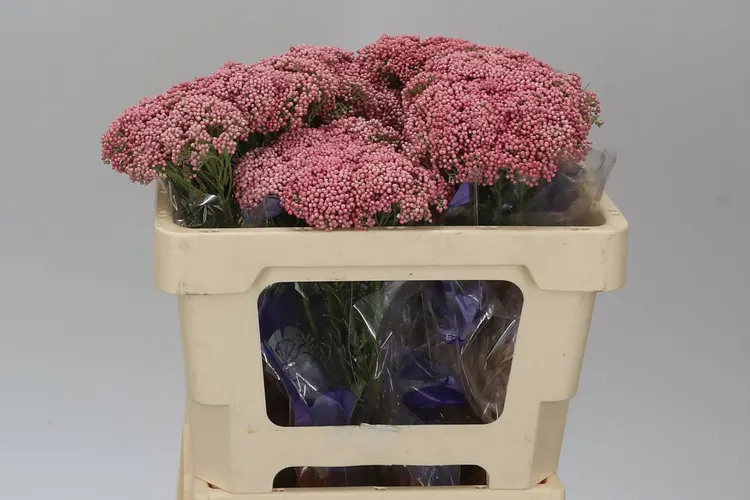 Ozothamus Cooks Tall Pink 50 cm
