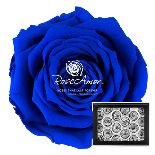 Pres. Xs Blu03