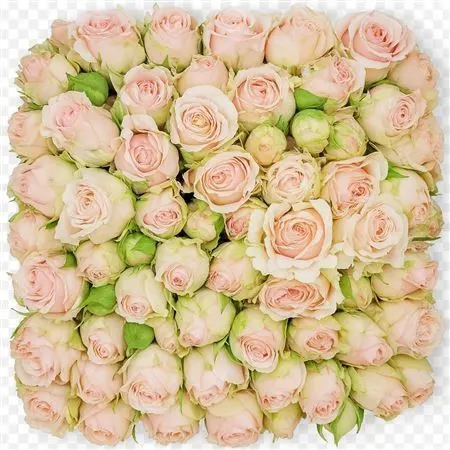 Rosa Tr Ec Wedding Rosever 40 cm