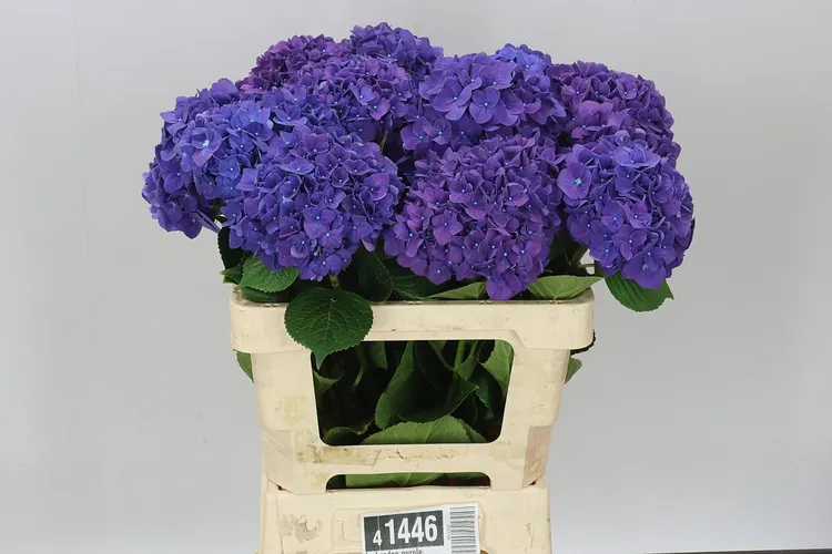 Hortenzia Rodeo Purple 60 cm