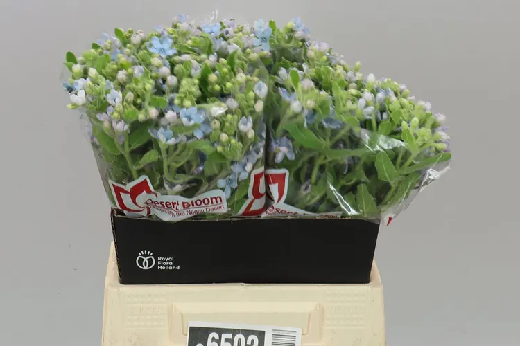 Oxypetalum Coeruleum 45 cm
