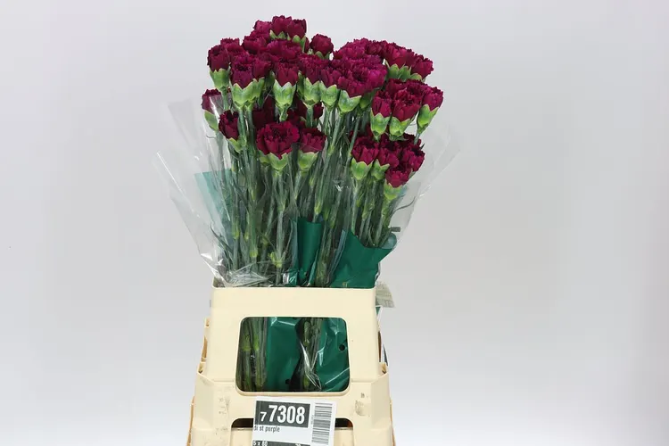 Karafiát Purple 70 cm