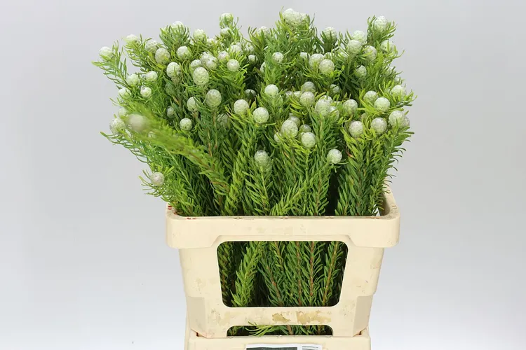 Kaaps Jade Pearl Spray 60 cm
