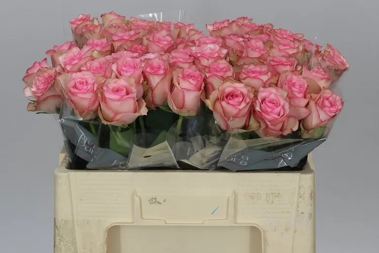 Rosa Gr Paloma Steffi 50 cm