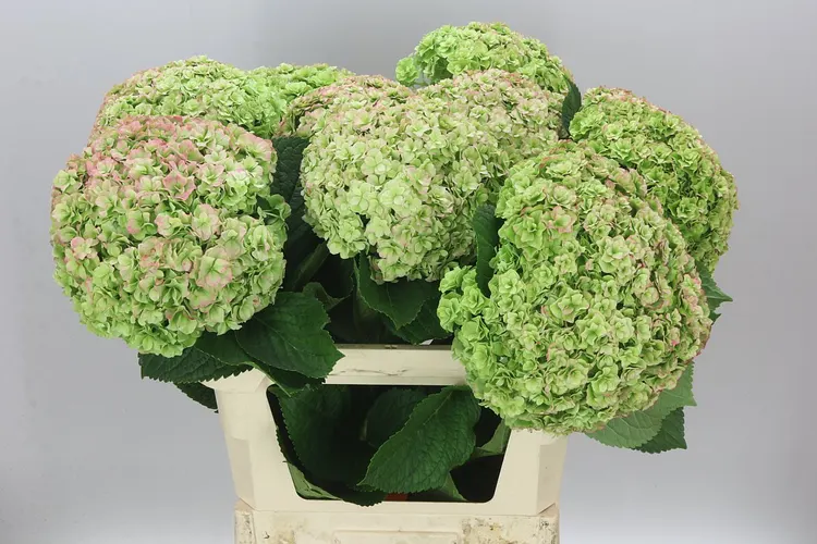 Hortenzia Highness Pinky Classic 80 cm