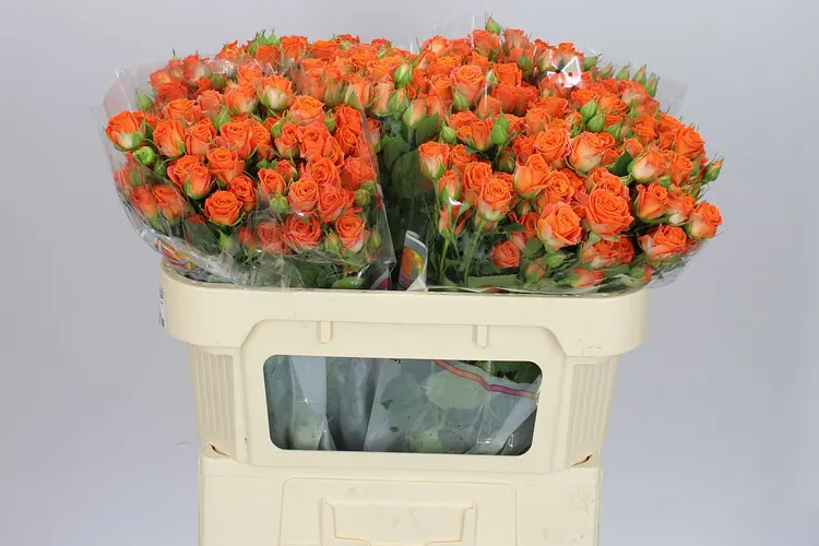 Rosa Tr Picanto 70 cm