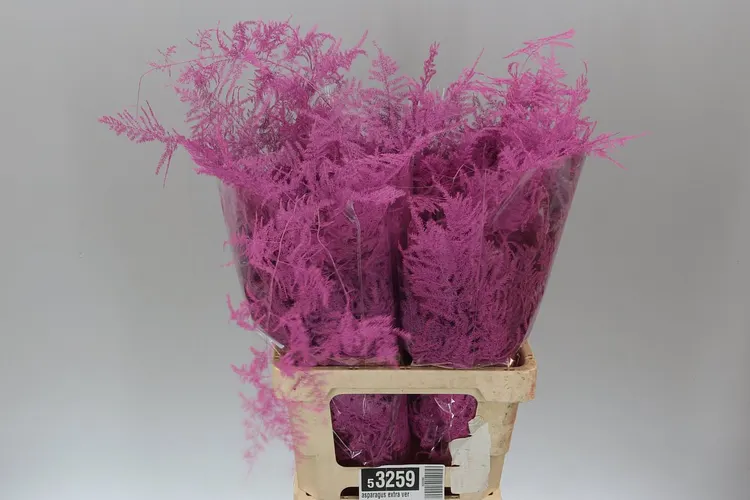 Asparagus Extra Veren Cerise 65 cm